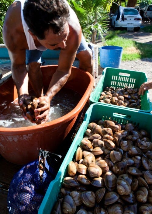 Chocolate Clam gastronomic Tradition of Loreto