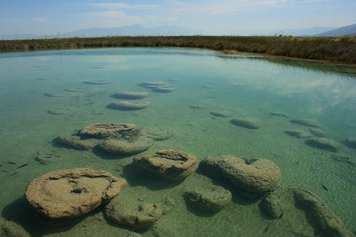 Stromatolites in Cuarto Cienagas