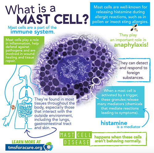 Mast cells are a part of the immune system.