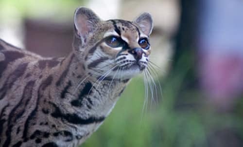 Margay