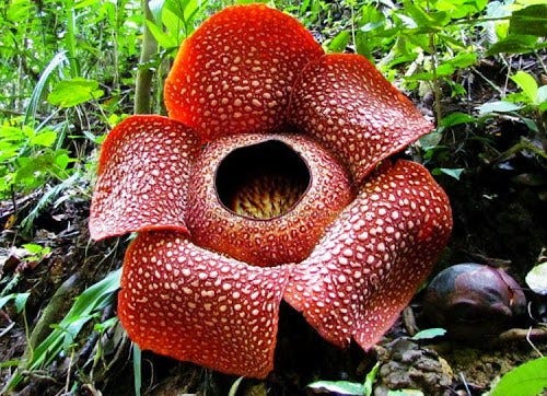Top 10 Worst Smelling Flowers in the World