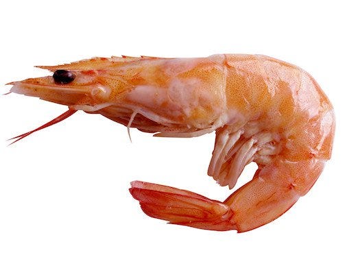 a shrimp