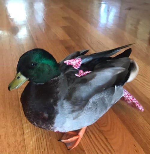 A photograph of a dark gray duck with a green head.