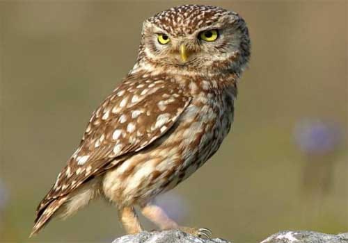 Owls of the genus Athene