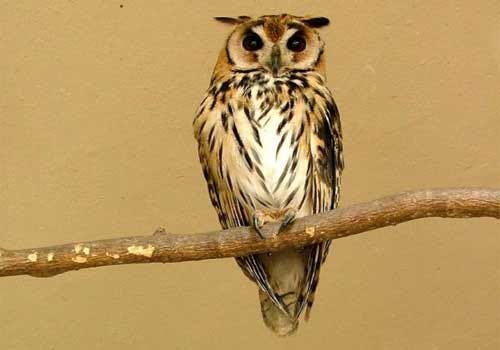 Owls of the genus Pseudoscops