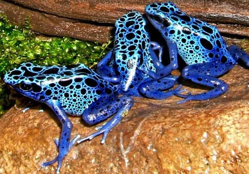 Blue dart frog group