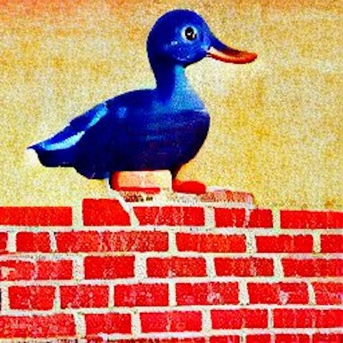 Prefect blue duck on bricks