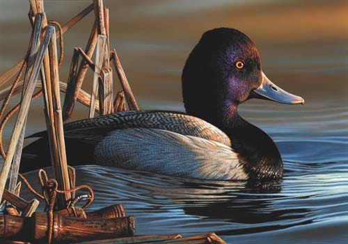 An illustration of male lesser scaup swimming through reeds.
