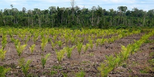 Deforestasi Lahan Sawit di Indonesia