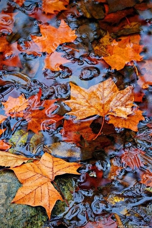 Orange leaves in water