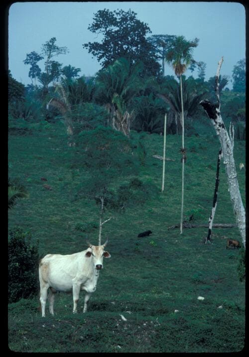 Beef cattle graze on land formerly covered with tropical rainforest in Chiapas, Mexico.