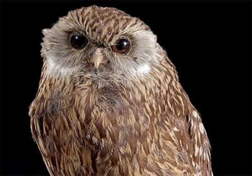 Owls of the genus Sceloglaux