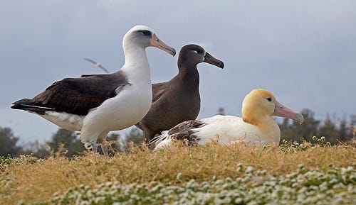 A Laysan albatross, feathered black-footed albatross, and short-tailed albatross sit in row on Midway Atoll.