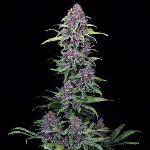 nyc vapor feminized seeds by compound genetics