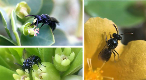 A collage of three photos with Hawaiian yellow faced bee. Each on a different flower. The top left has a bee on a flower with pink buds. The bottom left has a bee on a flower with green buds. The right has a bee on an orange flower.