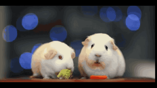 Funny image of two guinea pigs, the one on the right seems overwhelmed, the one on the left is happily eating