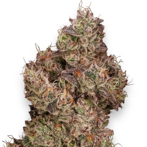 jealousy glue feminized seeds by homegrown canna co.