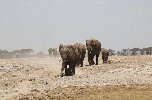 Selous Day Trip Safari From Zanzibar