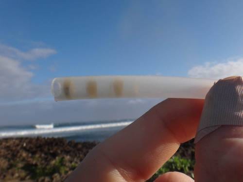 Fingers hold a tube that has bee larva inside. Behind it is the ocean.
