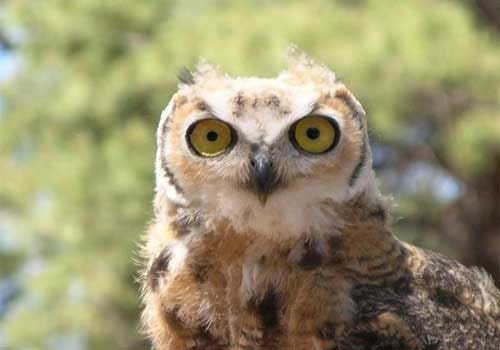 Owls of the genus Jubula