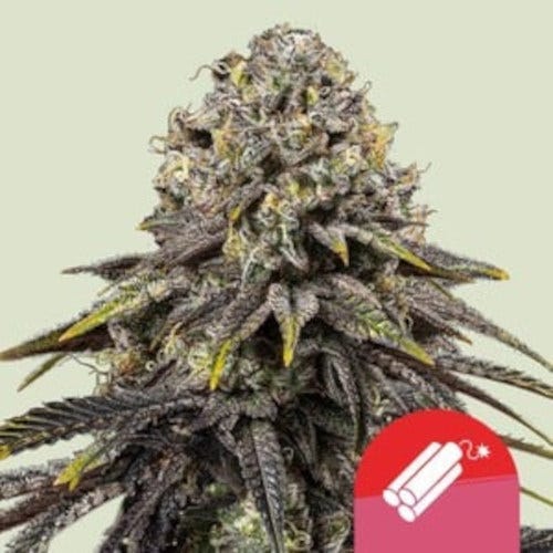 dynomite diesel feminized seeds by rqs