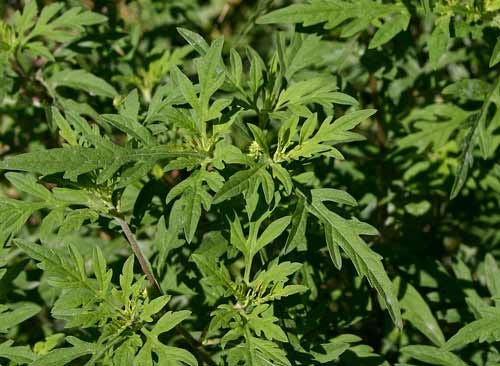 A patch of Common Ragweed plants, the botanical focus of our examples!