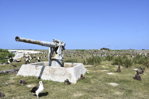 A weather worn canon sits erected along a grassy field. Albatross surround it as far as the eye can see.