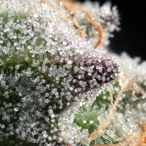 triploid cannabis trichome closeup