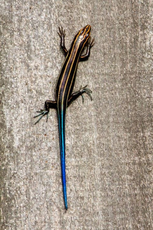 A blue-tailed skink (lizard) on a rock