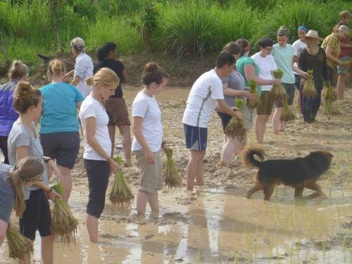 A photo of Michelle, a dozen classmates, Thai people, and a black dog standing in muddy water placing plants in a rice paddy.