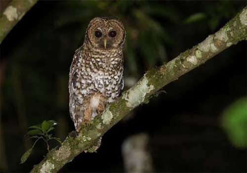 Owls of the genus Nesasio