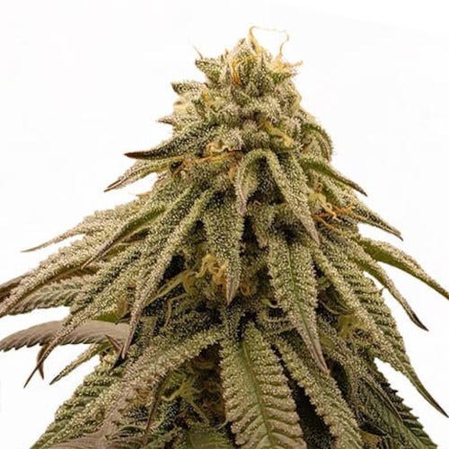 gmo cookies feminized seeds by ilgm