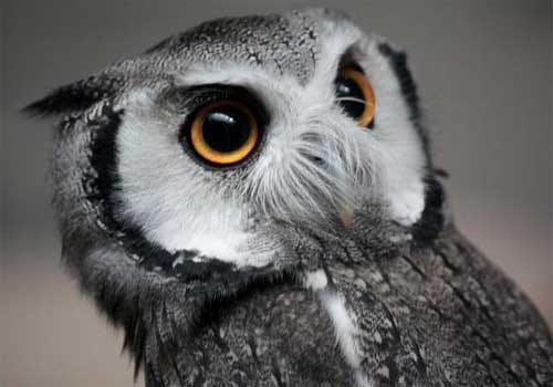 Owls of the genus Ptilopsis