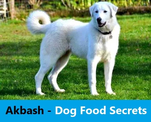 Akbash Dog Food Secrets — Dog Food Raw