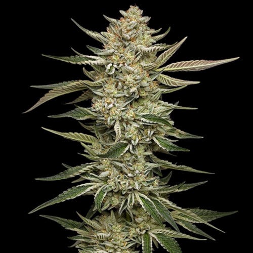 og triploid by humboldt seed company