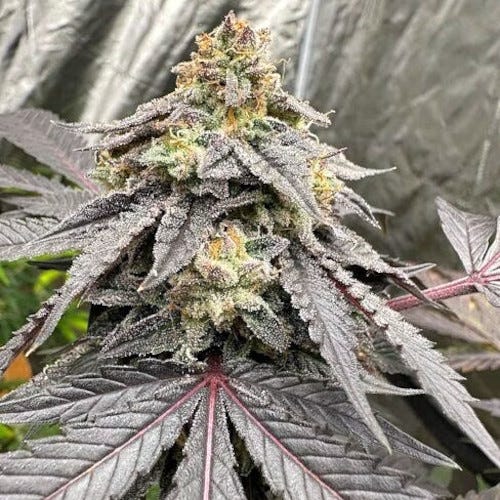 sour bremix triploid by trilogene seeds