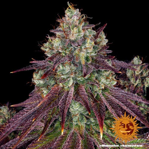 mimosa evo by barney’s farm