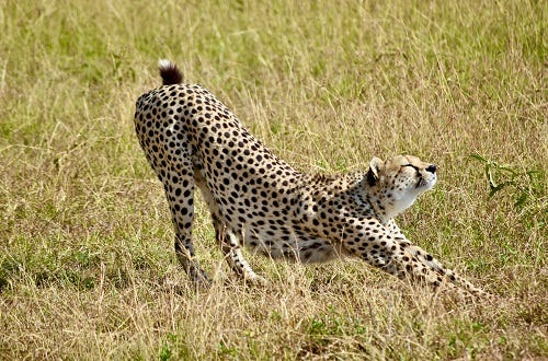 3 Days Tanzania Safari Tour From Moshi