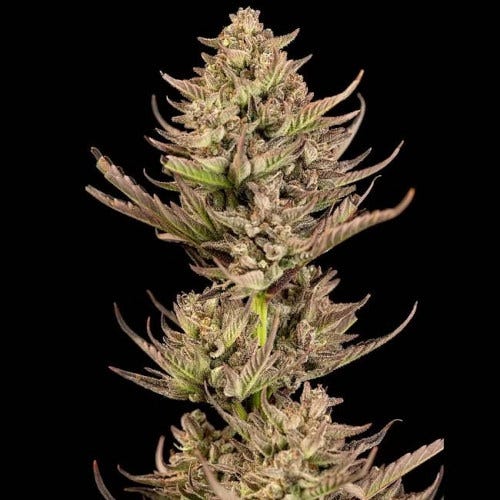 purple punch f1 fast feminized seeds by seedsman