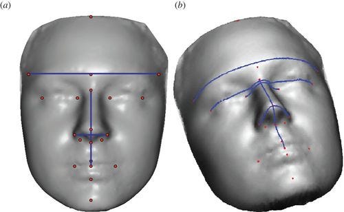 Two artificial masks with dimensions that are measured to distinguish male from female faces.