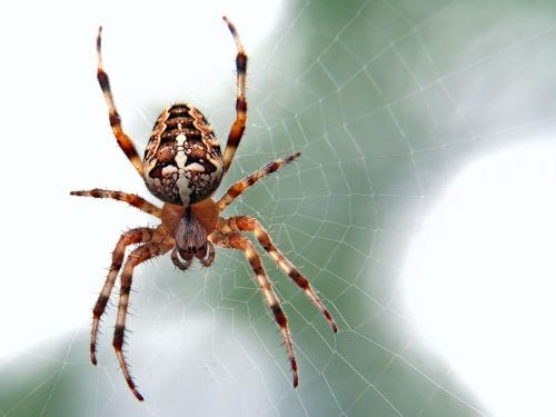 A black, white, and orange spider sits on its web.