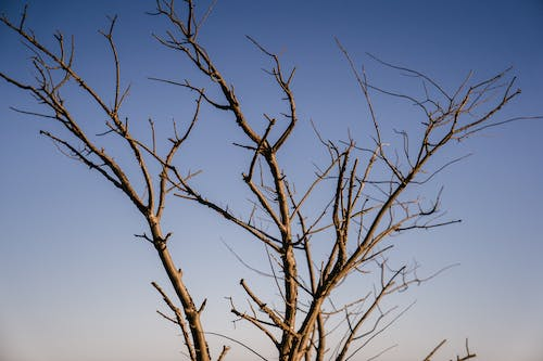 damaged tree due to drought