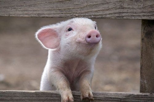 Cute baby pig picture.