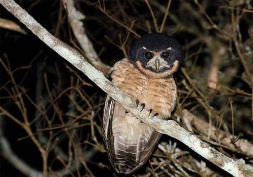 Owls of the genus Pulsatrix
