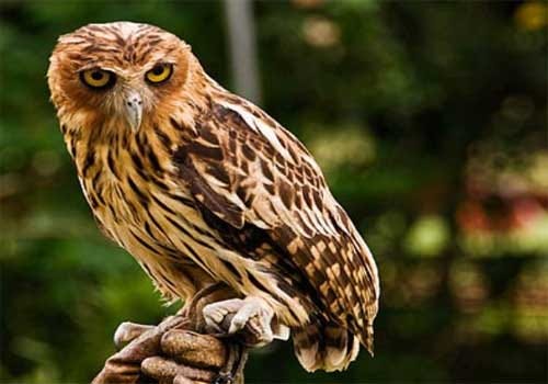 Owl of the genus Bubo