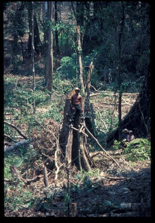 A Tzeltal Maya colonist fells a tropical forest tree.