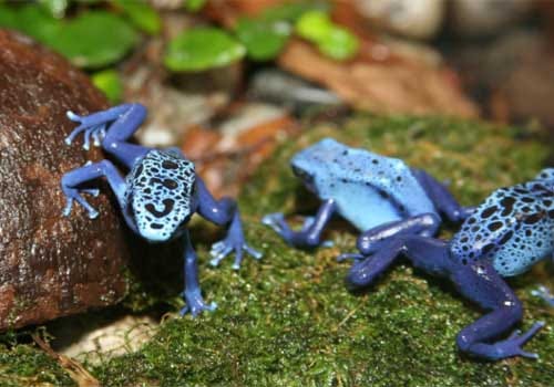 The Health of a Blue dart frog