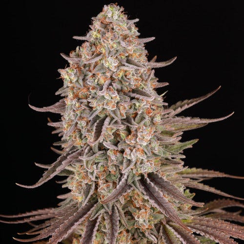 sour strawberry feminized seeds by barney’s farm