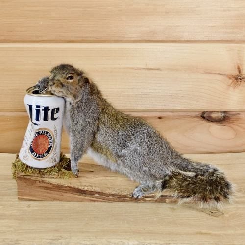 Stuffed Squirrel looking drunk sleeping on a beer can