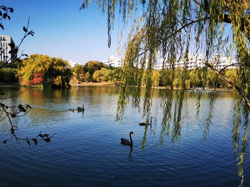 Black swans on lake